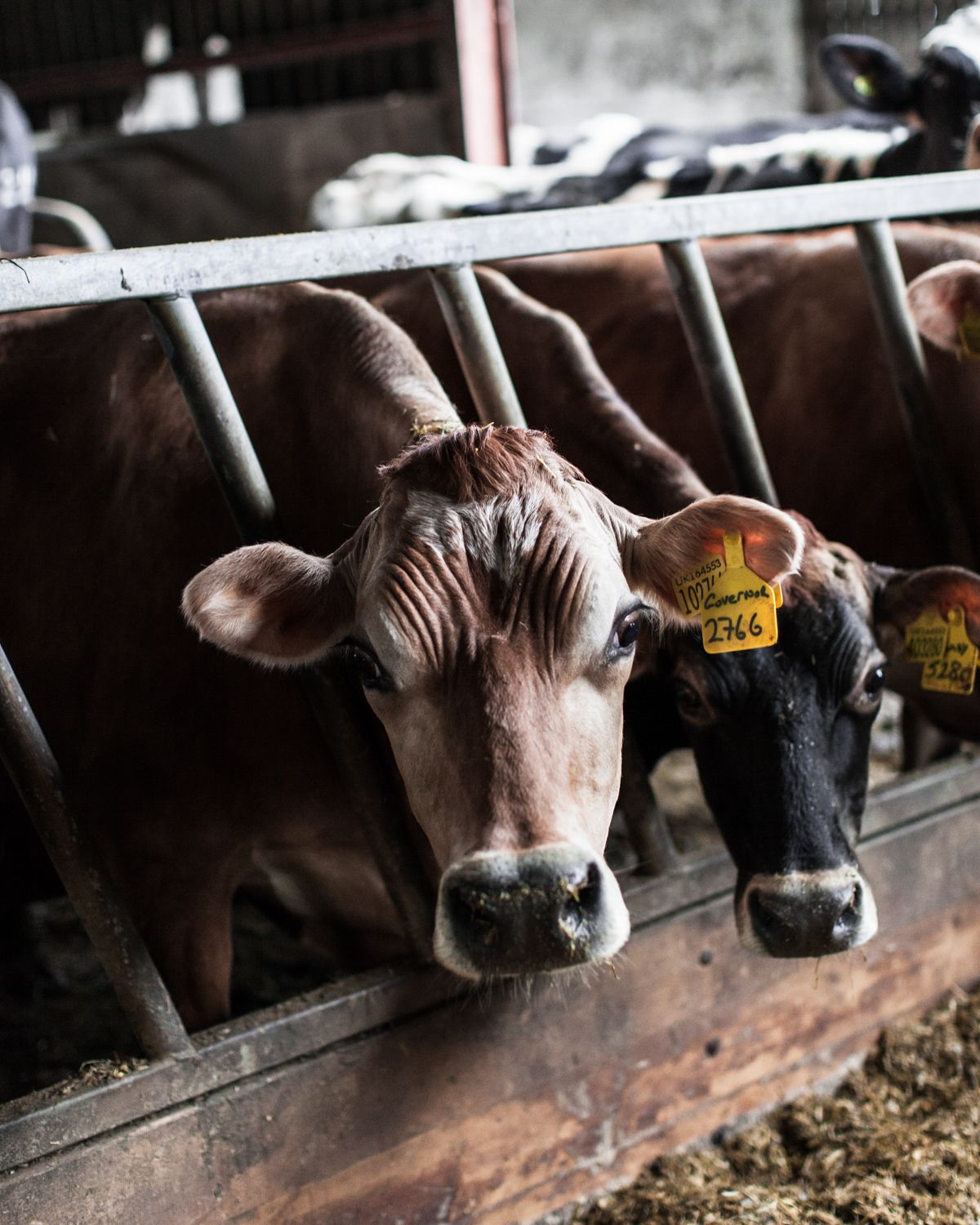 Local Milk From Newlands Dairy, Northamptonshire