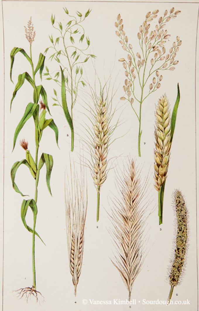 1902 - botanical rye , oats, corn, barley, wheat shown in a vintage style illustration. beta glucans in bread.