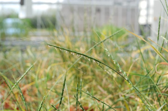 Goat grass growing wild