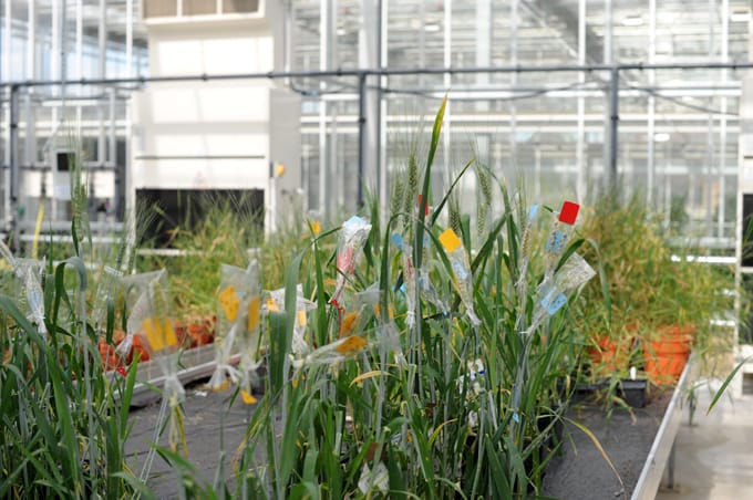 wheat from the improvement strategic programme 