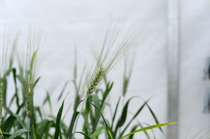 NIAB team looking at wheat