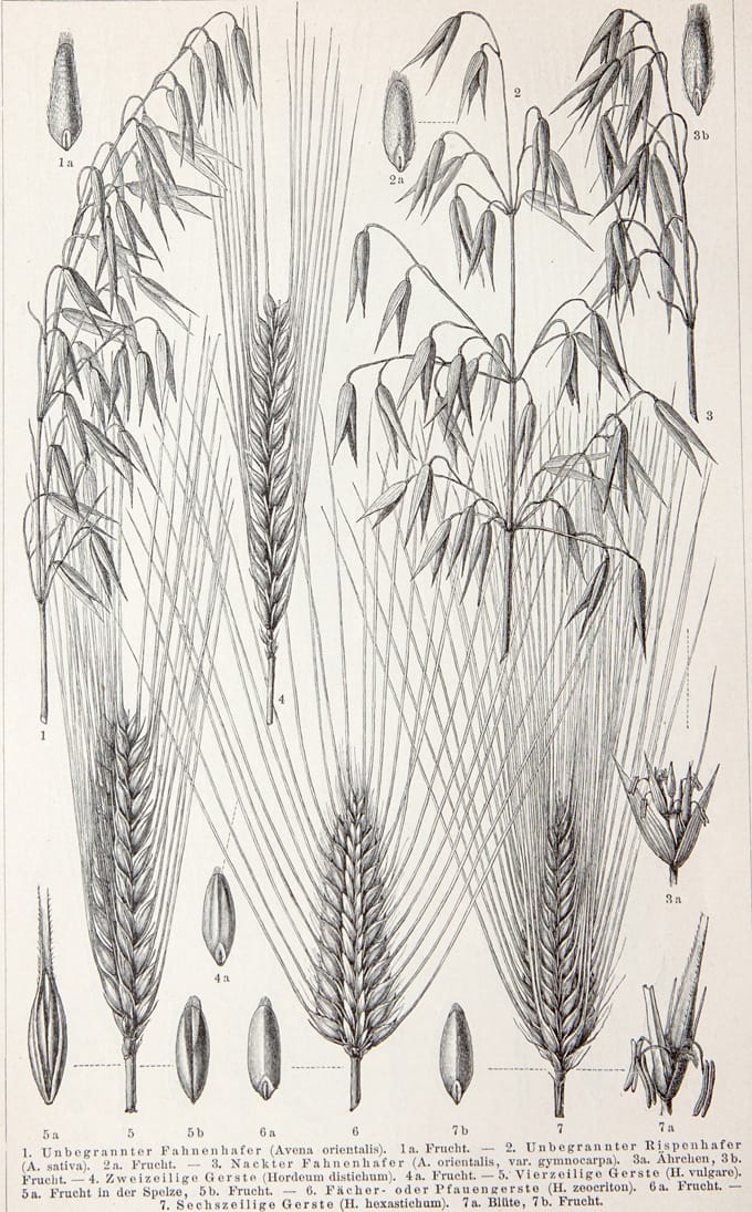 680 - 1902 - wheat - oats - durum -spelt - emmer B uk - 4_