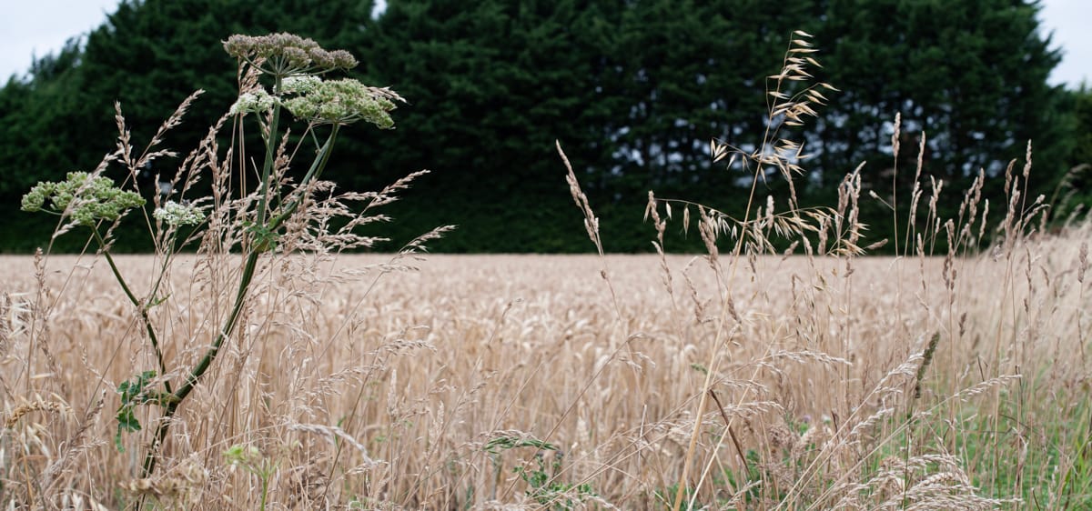 oats as volunteers in the field in summer