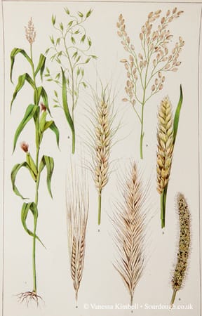 1902 – botanical rye , oats, corn, barley, wheat – uk 1902 – Botanical picture of rye , oats, corn, barley, wheat – UK