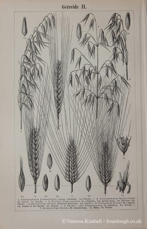 1902 – wheat – oats – durum -spelt – emmer B uk 1902 – Wheat, Oats, Durum, Spelt, Emmer - UK