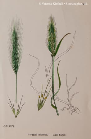 1902 – barley – botanical – uk 1902 – Botanical picture of barley – UK