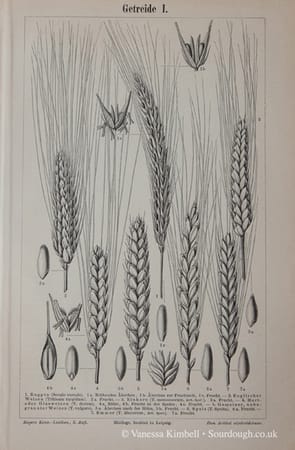 1902 – wheat – oats – durum -spelt – emmer A uk 1902 – Wheat, Oats, Durum, Spelt, Emmer - UK