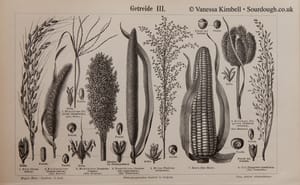 1898 – botanical – corn – uk – 4 A history of sourdough, bread, yeast & wheat