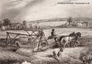 1880 – reaping wheat- uk 1880 – Reaping wheat - UK