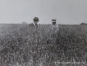 1931 – wheat – harvest – usa 1931 – Wheat harvest – USA