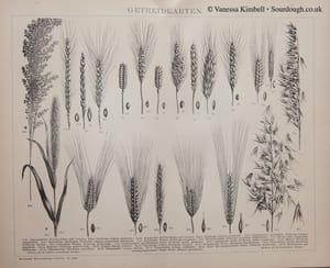 1894 – heritage – wheat – emmer – durum – einkorne – 4 A history of sourdough, bread, yeast & wheat