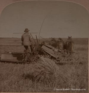 1900 – HARVESTING – MONITOBA CANADA 1900 – Harvesting - Monitoba, Canada