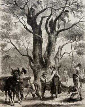 1882 – olive – harvest 1882 – Olive harvest