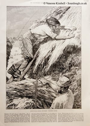 1886 – thatching – uk 1886 – Thatching – UK