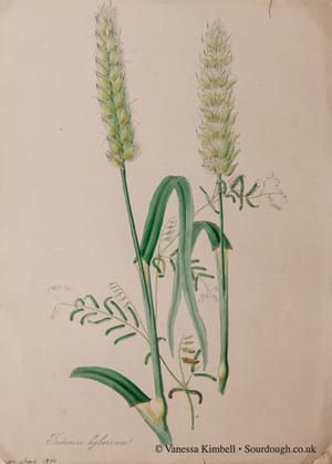 1840 – wheat – botanical – uk 1840 – Botanical picture of wheat – UK