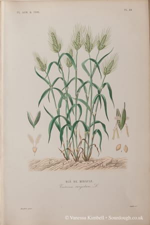 1902 – heritage – wheat – uk 1902 – Heritage wheat – UK