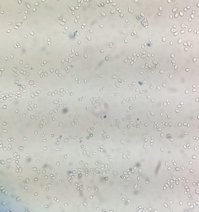 sour dough yeast-3-680