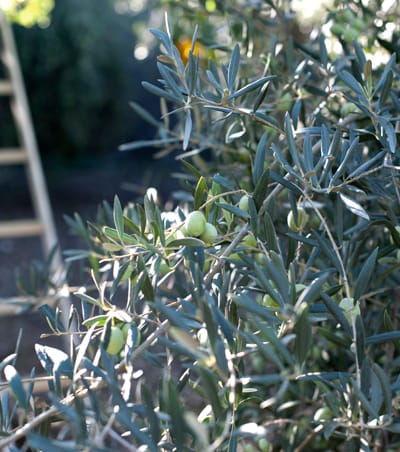 olives- 680