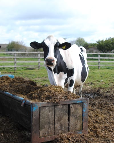 newlands Dairy Northampton