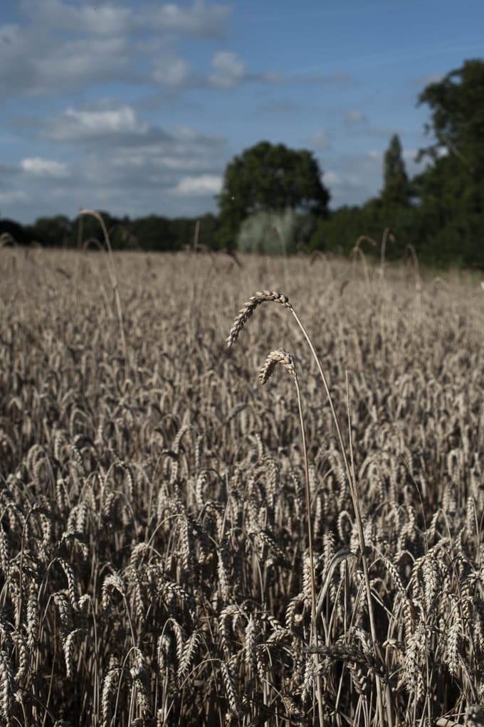 Gails – Are they ruining the landscape for independent bakers or heroes changing the balance of power?