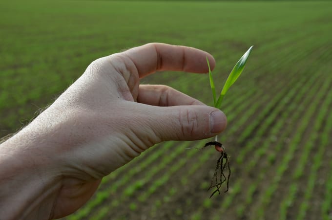 News of a GM wheat variety emerges that can reduce the potential carcinogenic impact of acrylamide