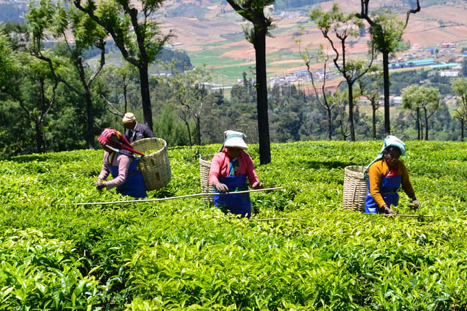 The Tea That We Drink & Use…