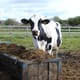 newlands Dairy Northampton