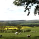 rapeseed-oil-ethical-ingredient-680