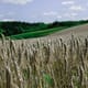 a wheat field