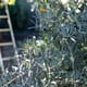 olives- 680