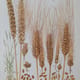 1920 - heritage wheat - emmer - rivet - durum - uk - 4