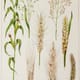 1902 - botanical rye , oats, corn, barley, wheat shown in a vintage style illustration. beta glucans in bread.