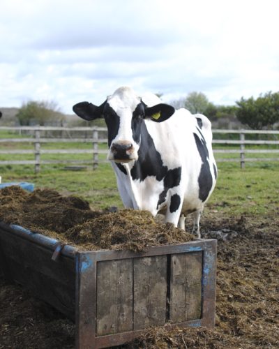 newlands Dairy Northampton