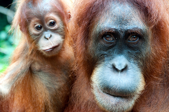 endangered orangutans
