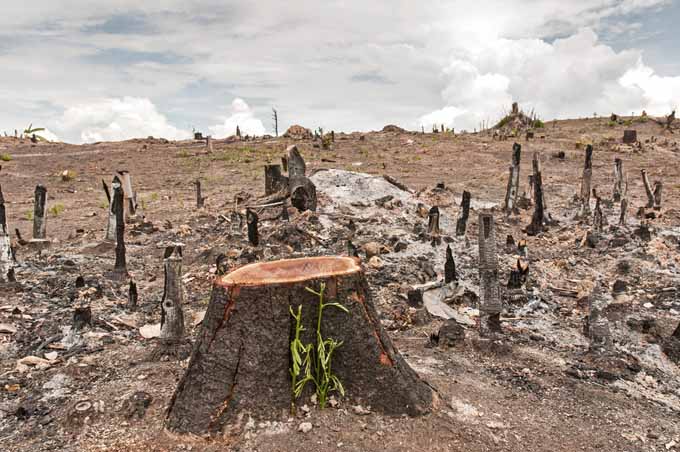 slash and burn