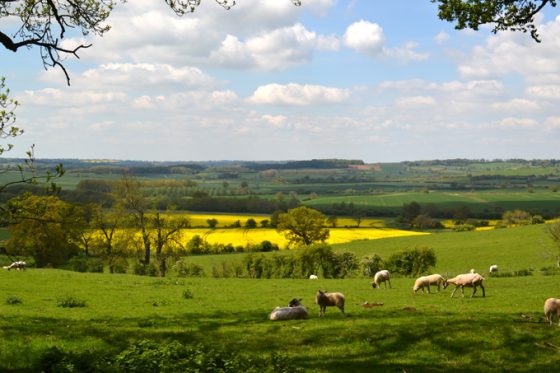 Rapeseed is now the third most important crop in Britain after wheat and barley.