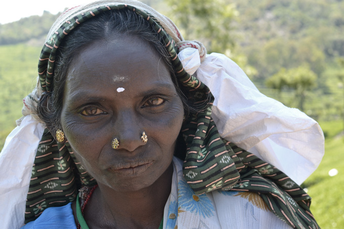 fair trade tea picker