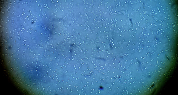 Almost all the bacteria you can see here are lactobacilli. These are cousins of the bacteria that turn milk into yogurt and cheese. These lactobacilli outnumber yeasts in sourdough by as many as 100 to one and the acids they make gives sourdough its flavour. 