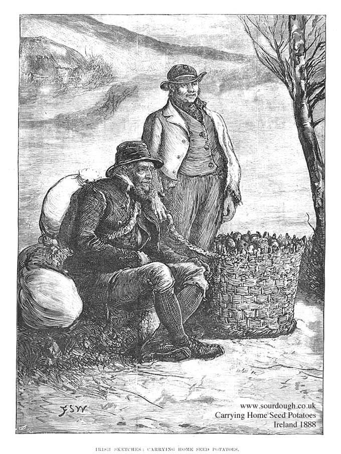 potato 1888