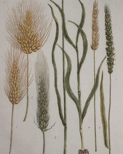 Herirtage wheat -680