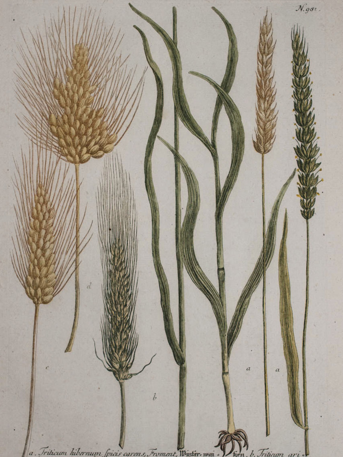 Botanical painting of wheat 1863 Just looking at pictures from the late 19th century it is immediately apparent that the modern varieties that we grow across the world today are almost unrecognizable.