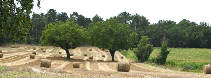 The local wheat in the South West of France