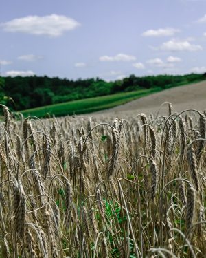 a wheat field