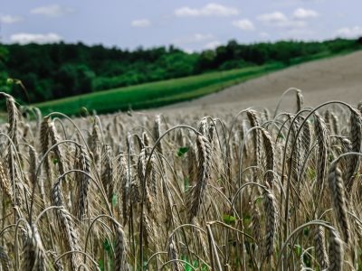 a wheat field