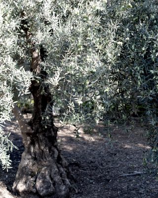 sourdough olive oil tree - 680