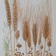 1920 - heritage wheat - emmer - rivet - durum - uk - 4