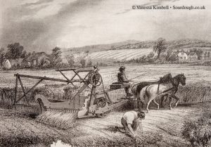 1880 – Reaping wheat - UK