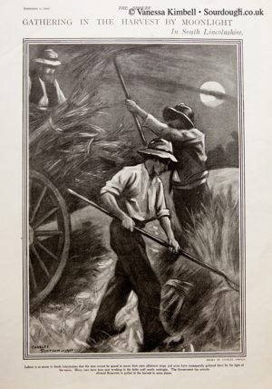 1900 – Harvest – Lincolnshire, UK