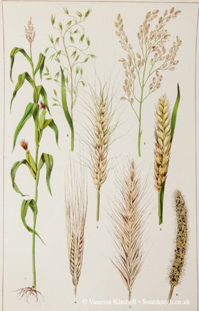 1902 – Botanical picture of rye , oats, corn, barley, wheat – UK