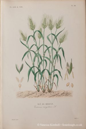 1902 – Heritage wheat – UK
